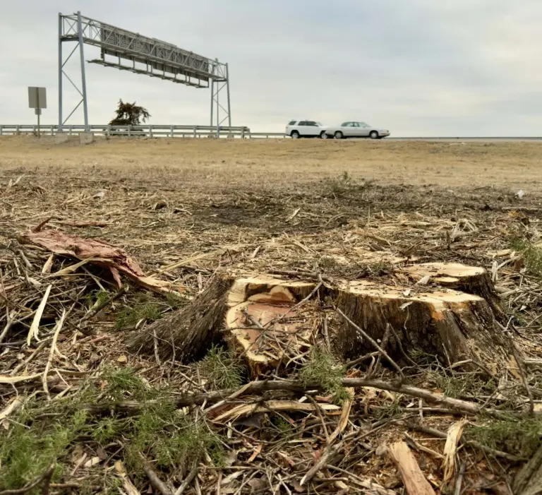 Tree stumps along the US-34 and US-150 corridor in Galesburg, Illinois, following IDOT tree removal for prairie restoration.