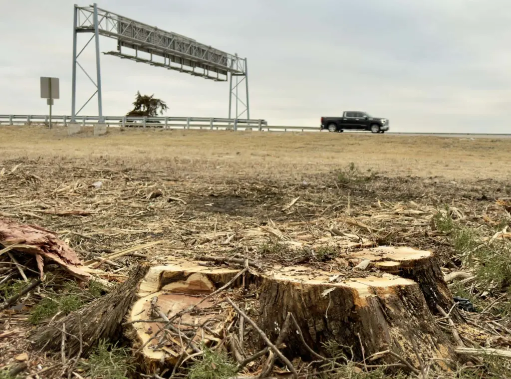 Tree stumps along the US-34 and US-150 corridor in Galesburg, Illinois, following IDOT tree removal for prairie restoration.