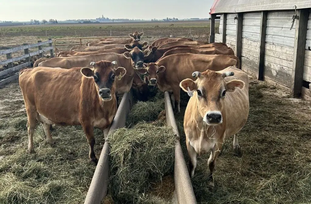 Cows on the Little Brown Cow Dairy farm in Delavan. (Provided by Terry Hoerbert, Little Brown Cow Dairy)