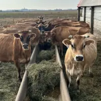 Cows on the Little Brown Cow Dairy farm in Delavan. (Provided by Terry Hoerbert, Little Brown Cow Dairy)