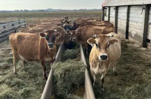 Cows on the Little Brown Cow Dairy farm in Delavan. (Provided by Terry Hoerbert, Little Brown Cow Dairy)