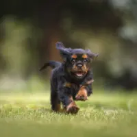 Knox County rabies vaccination clinics spring 2026 — required for all dogs and cats 4 months and older.