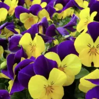 Massey Quiz #44 — flower identification quiz by Evan Massey for WGIL