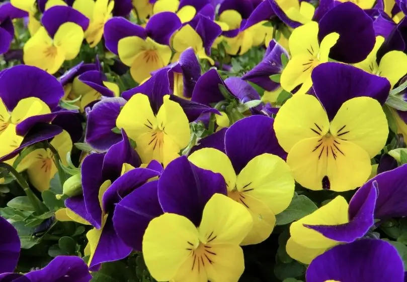 Massey Quiz #44 — flower identification quiz by Evan Massey for WGIL
