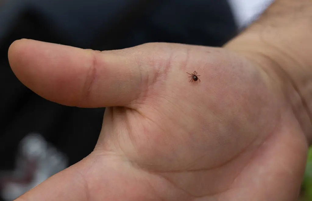 A lone star tick crawls on southern Illinois University zoology professor Agustín Jiménez’s hand on April 13, 2026, in Thompson Woods in Carbondale, Illinois.