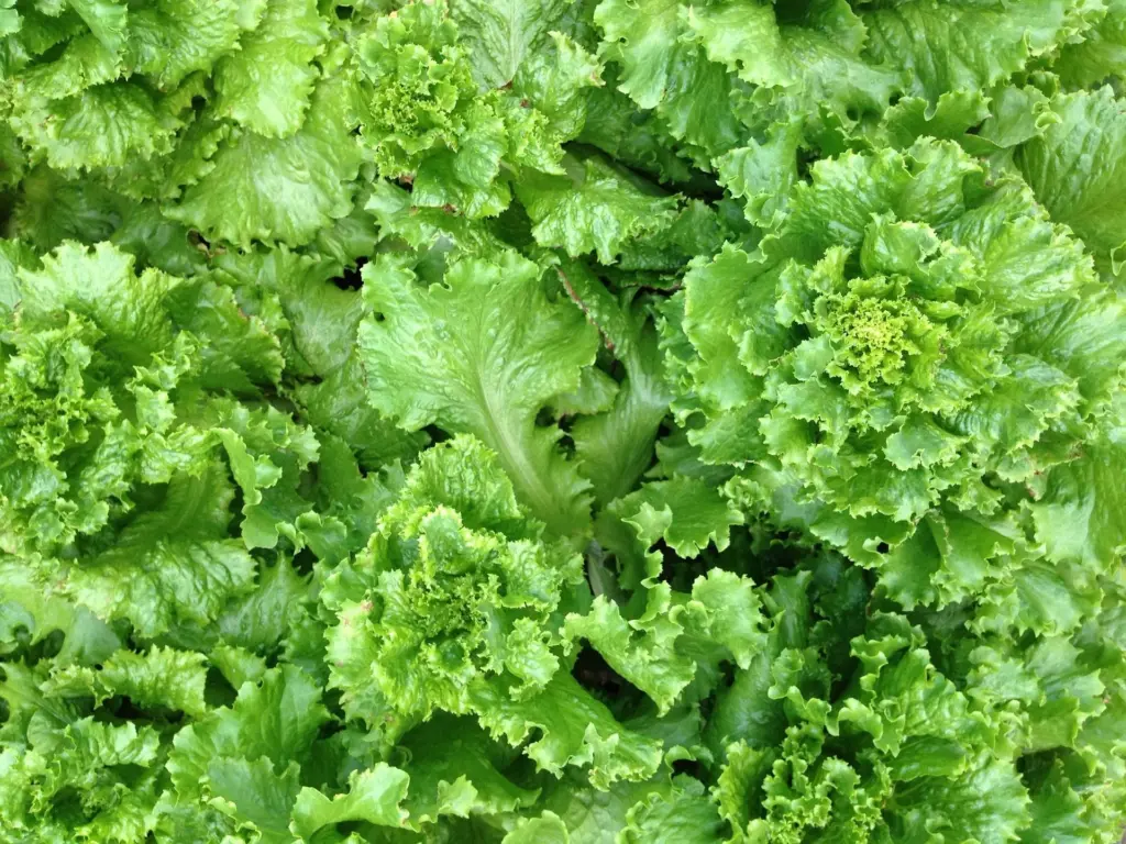 Close-up of fresh green leaf lettuce