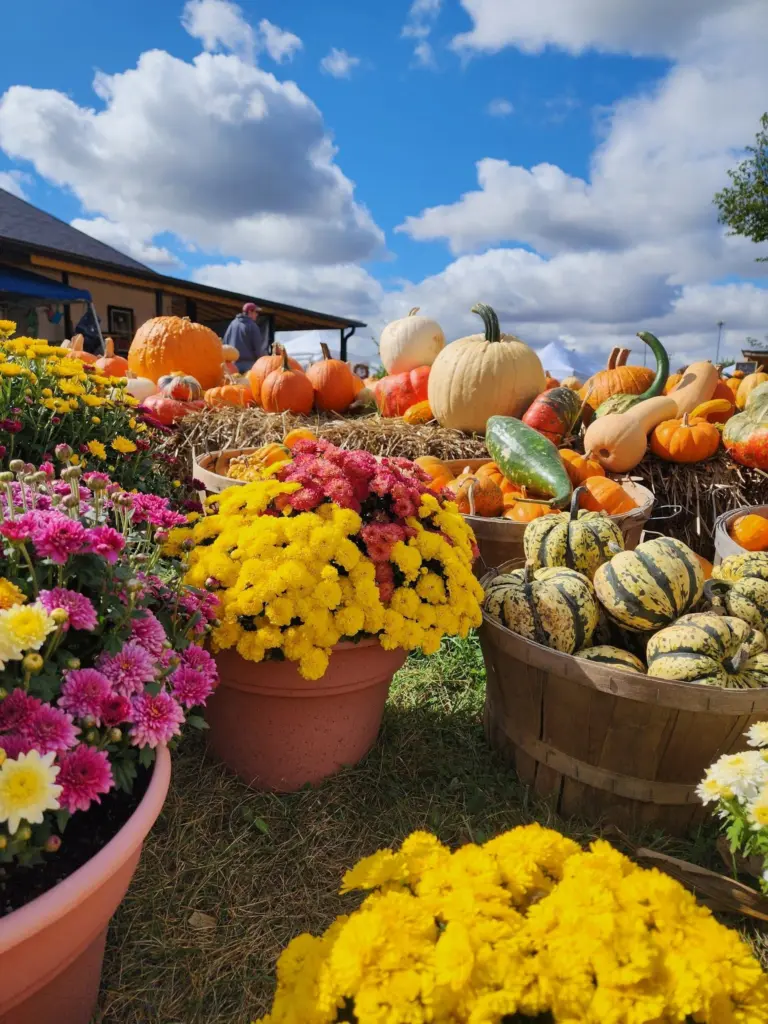 Pumpkins, gourds and winter squash on hay bales and in bushel baskets beside pots of yellow, pink and red mums under a blue sky