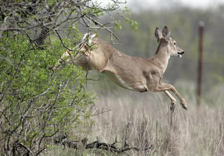 A white-tailed deer leaps out of brush into a grassy field