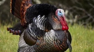 Illinois youth break turkey season record with just over 2,000 birds shot and collected across 2024