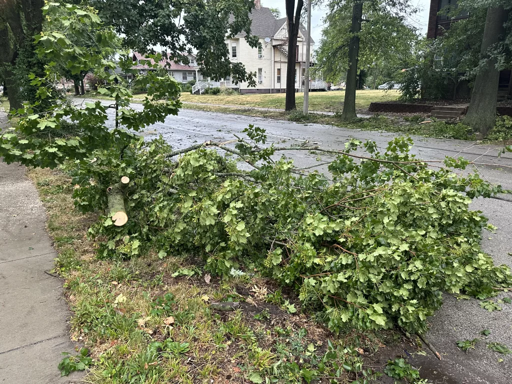 Tree down as a result of June 29 2023 storm in Springfield (Credit: Trent R Nelson)