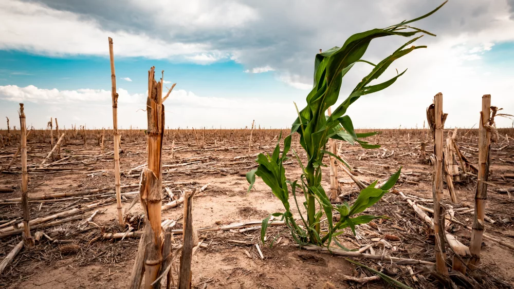 corn drought