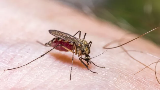 2 cases of rare mosquito-borne disease EEE detected in Alabama ...