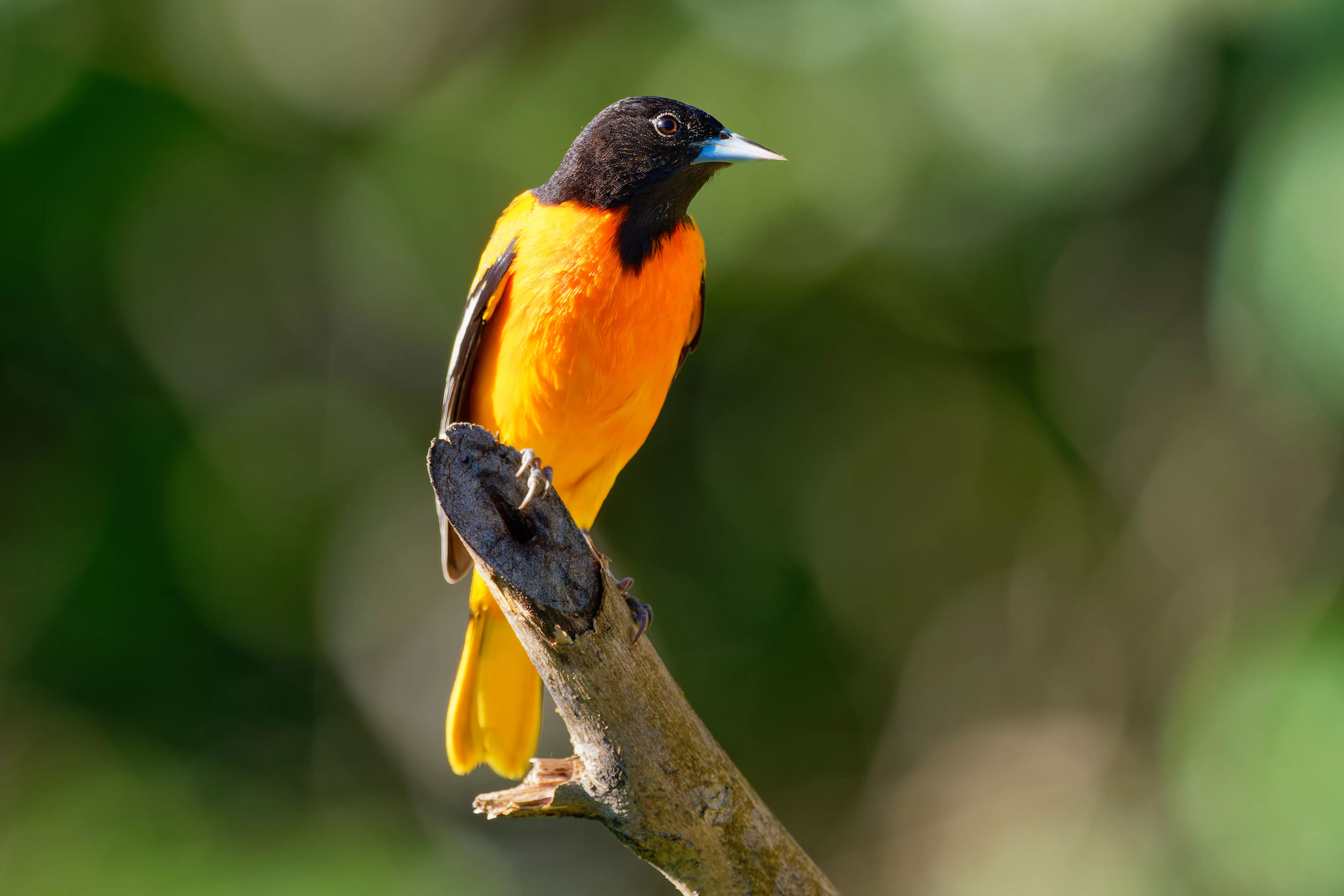 Black Oriole, Animal Database