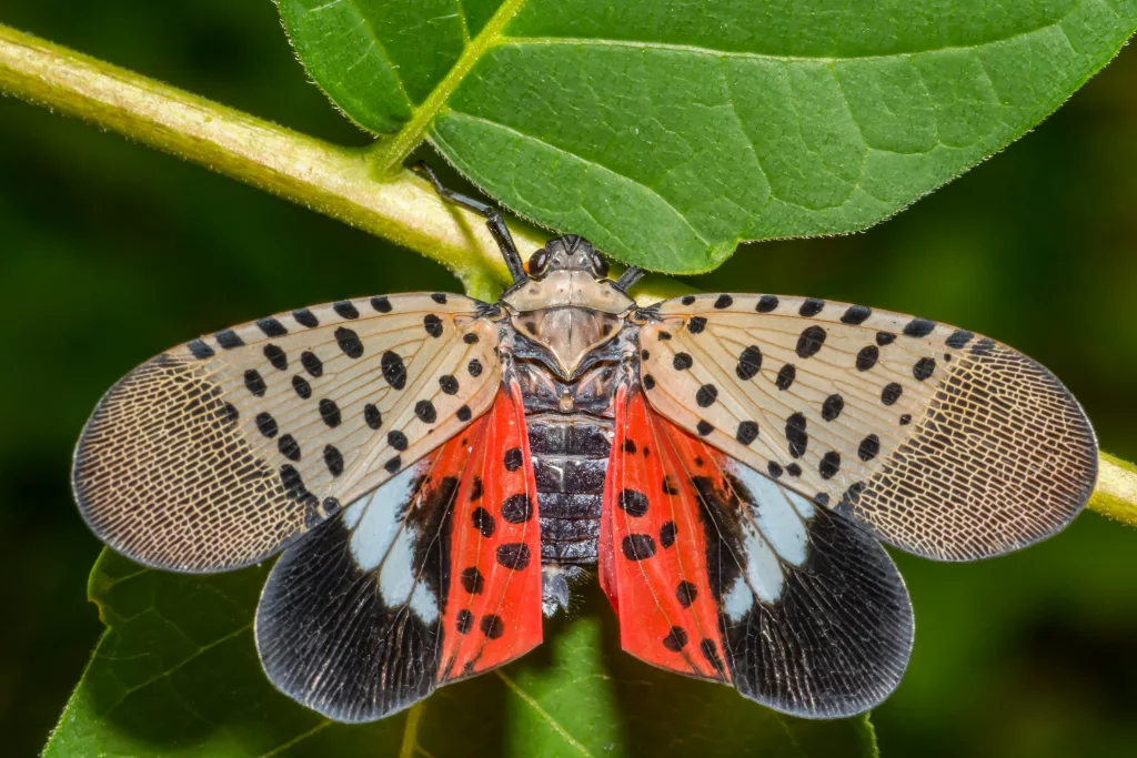 Spotted Lanterfly