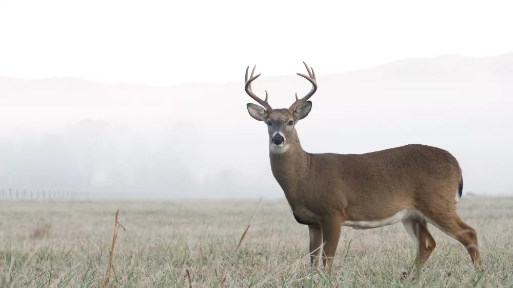 A whitetail buck stands at alert in an open meadow on a foggy morning in Tennessee
