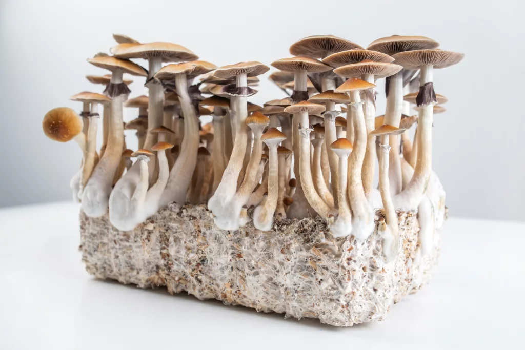 psychedelic magic mushrooms grow Psilocybe Cubensis