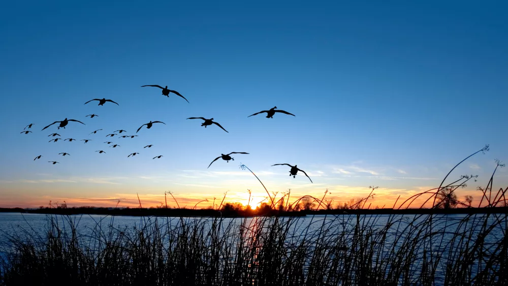Geese landing on river or lake against an evening sunset.