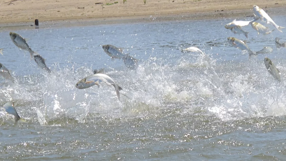 Carp leaping out of water