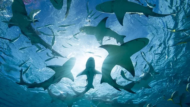 World Ocean Day: Indigenous communities are increasingly teaming up with scientists to conserve marine ecosystems - Vimarsana News