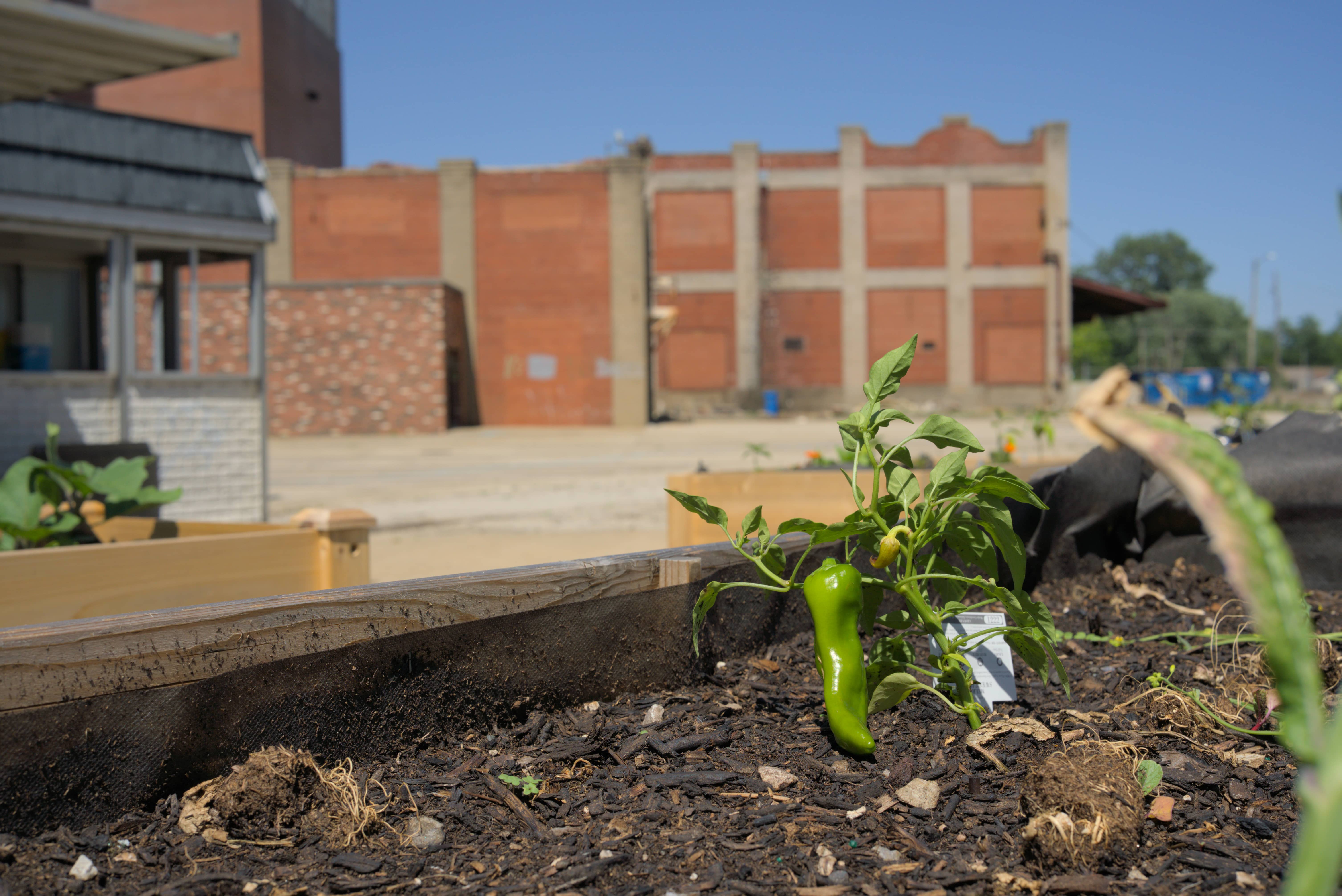 pepper sprouting at Pillsbury community garden, June 6 2024