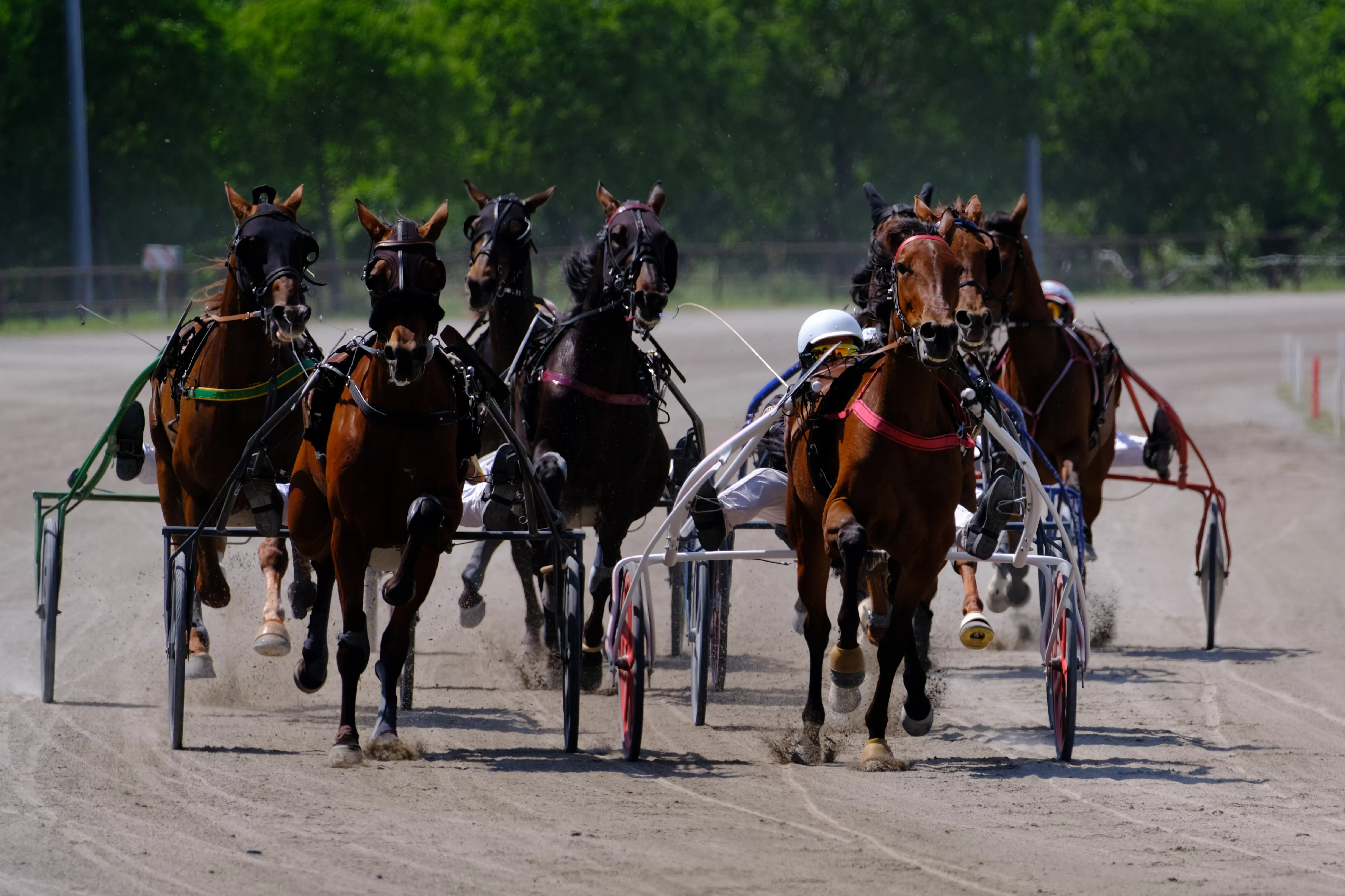 harness racing