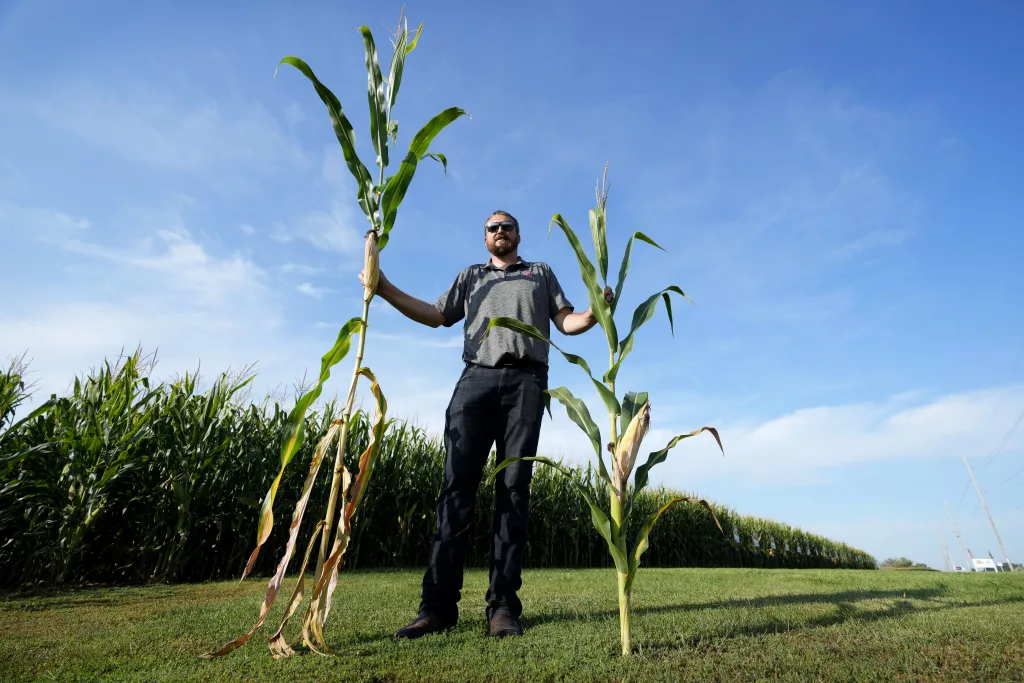 Cameron Sorgenfrey holds a tall corn stalk next to a short corn stalk along one of his fields, Monday, Sept. 16, 2024, in Wyoming, Iowa. (AP Photo/Charlie Neibergall)