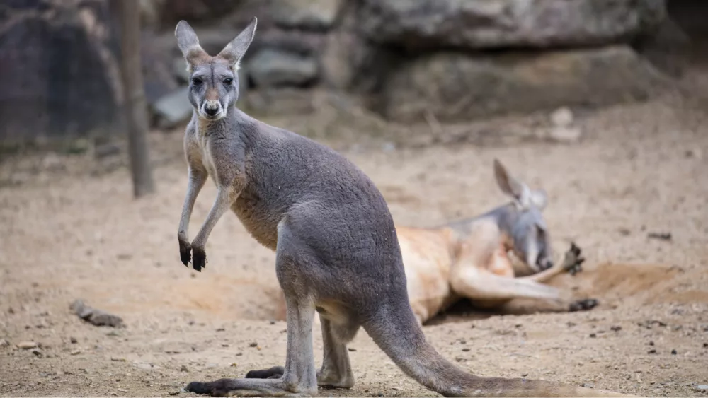 getty_kangaroo_12202468089