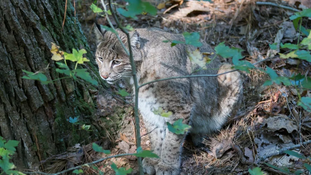 bobcat, public domain via Pixabay