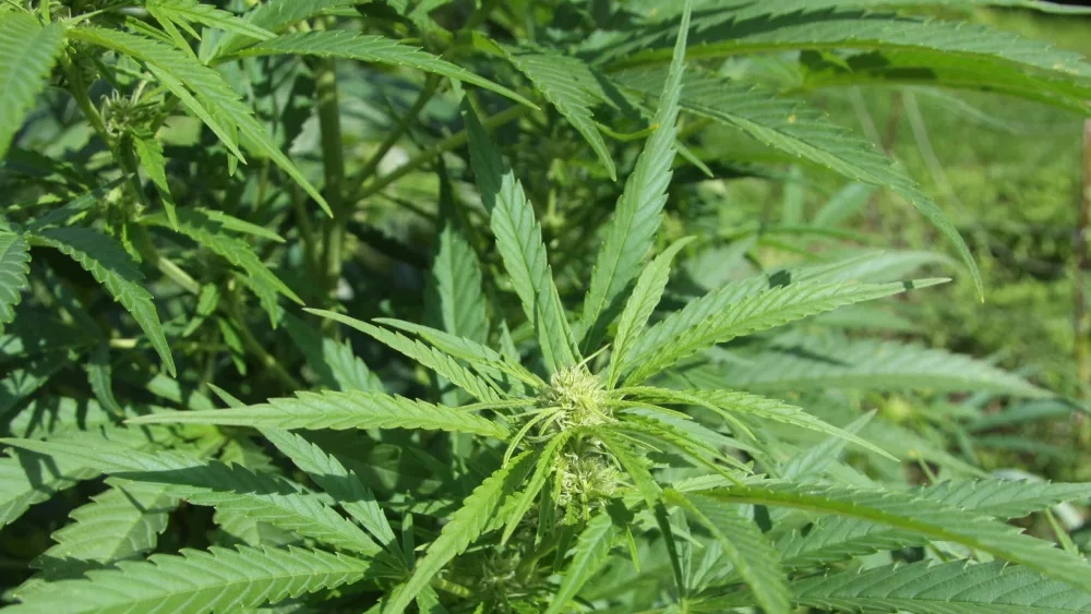 hemp-cannabis-jpg-2