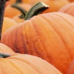 Illinois pumpkin farmers say crops looking good