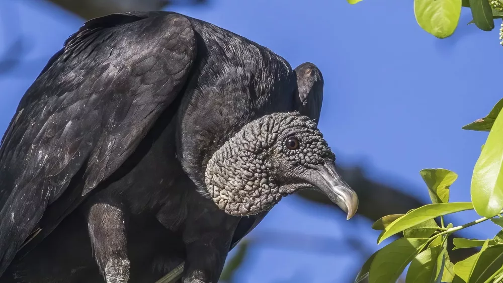 black_vulture_coragyps_atratus_brasiliensis_peten-cropped-jpg