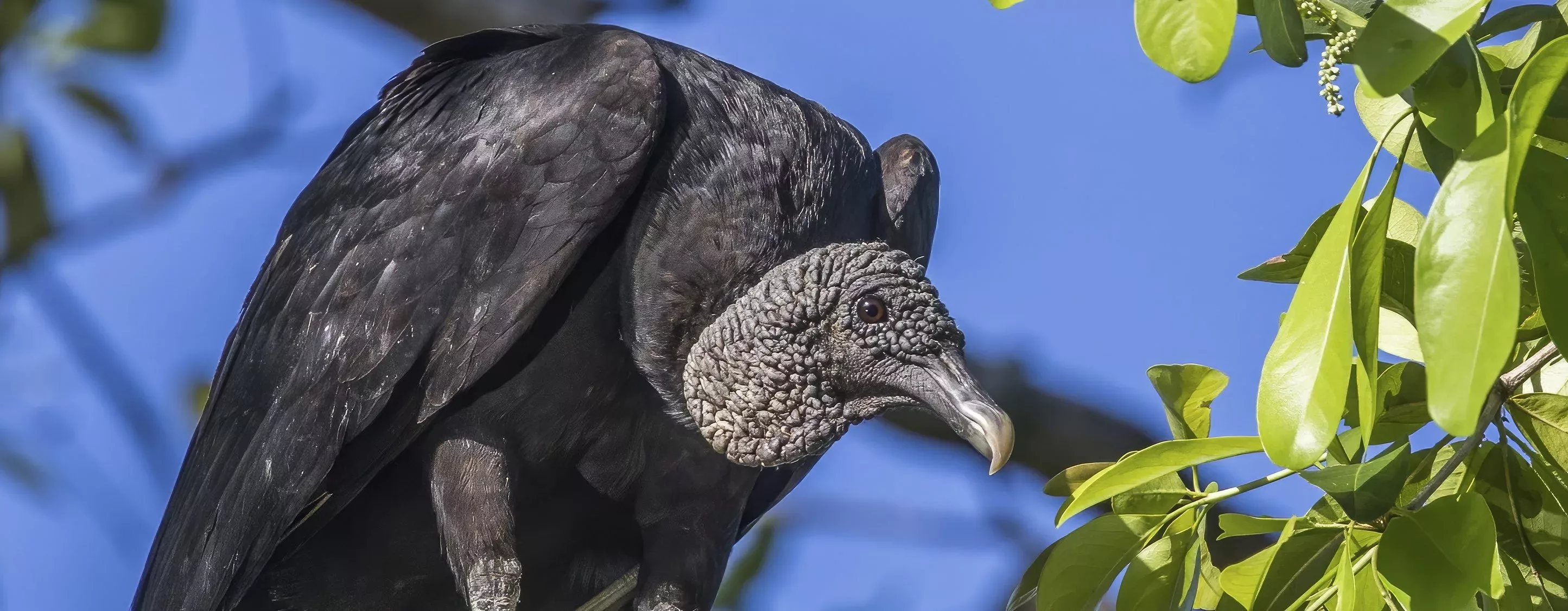 black_vulture_coragyps_atratus