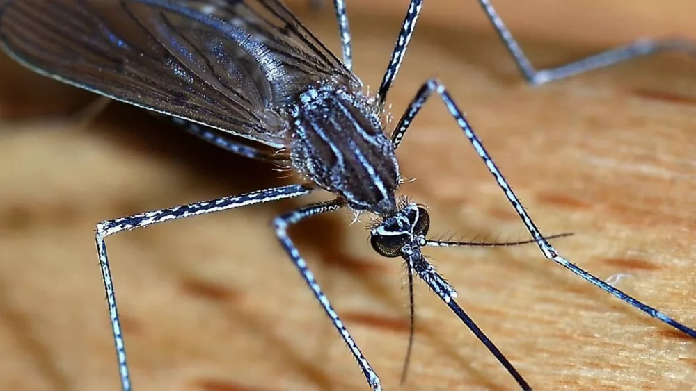 mosquito_2007-2-cropped-jpg