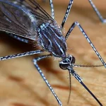 IDPH reports first detection of West Nile Virus for 2025