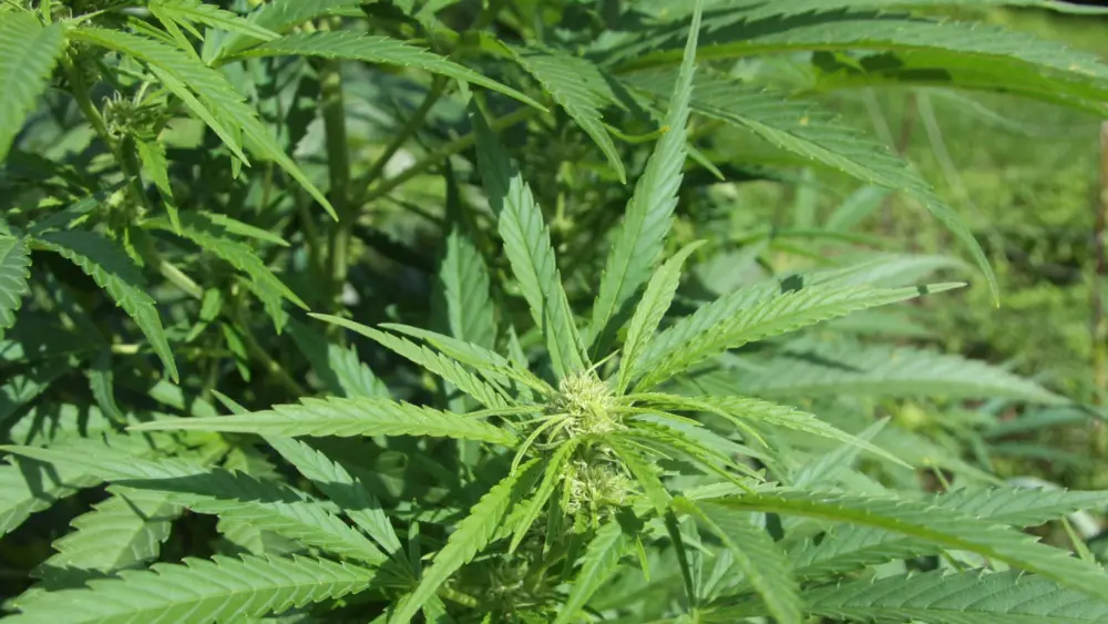 hemp-cannabis-jpg-4