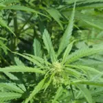 Panel kicks off hemp regulation tour with first discussion in Chicago