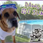 Dawg Days of Summer 2025