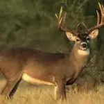 Illinois Deer Harvest Slightly Down in 2025 Firearm Season