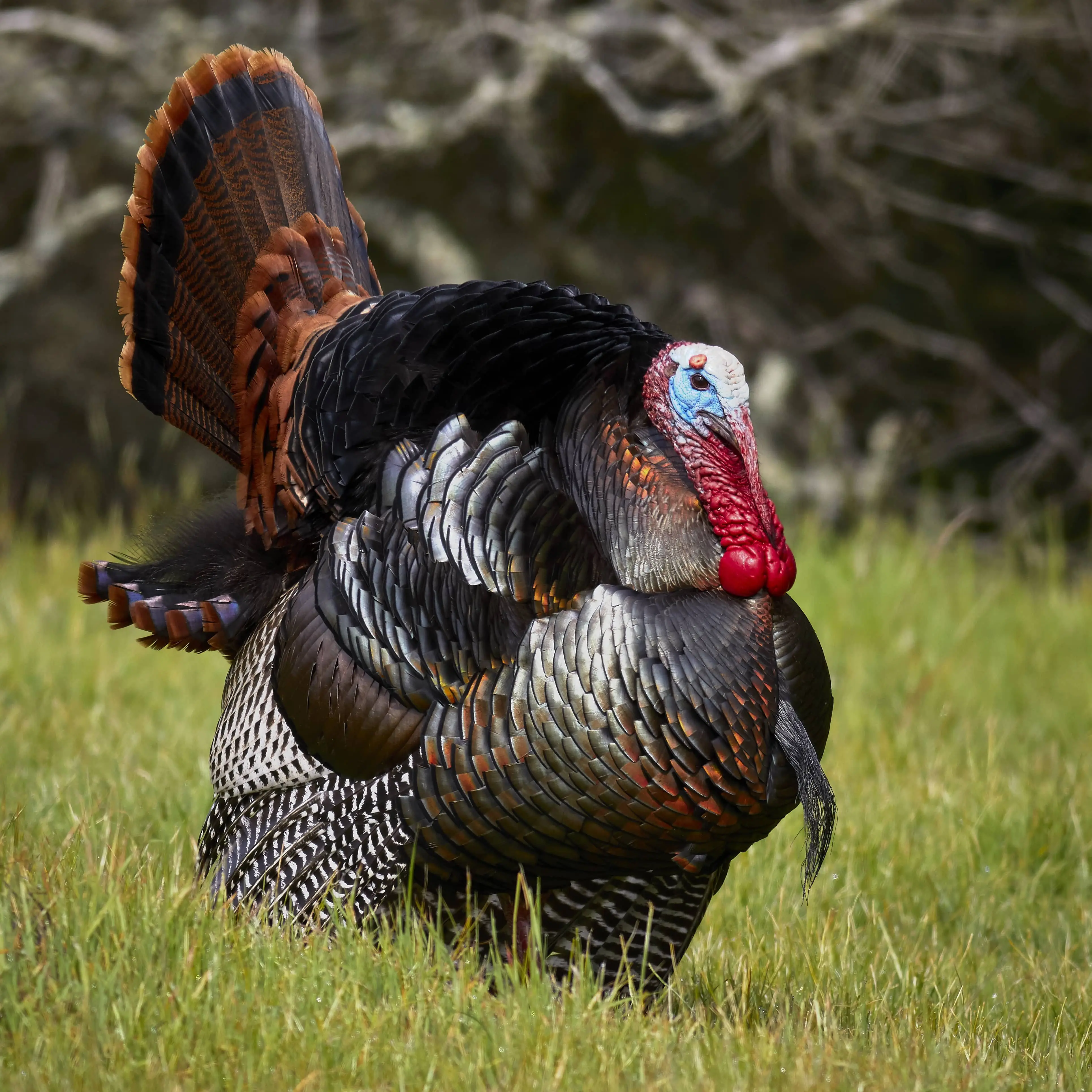male_wild_turkey_meleagris_gallopavo_strutting-jpg-2