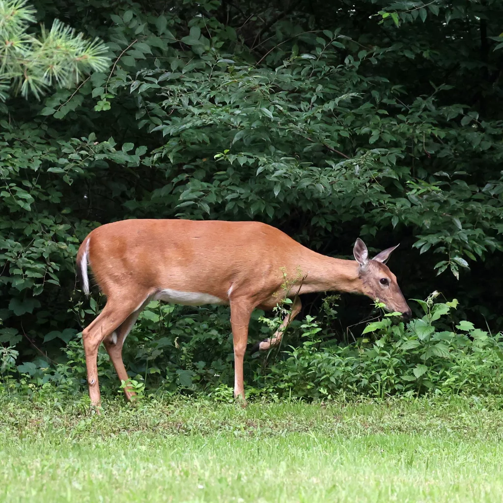 dkvo3nv2u5gofdhbnvqvggcjfa63562