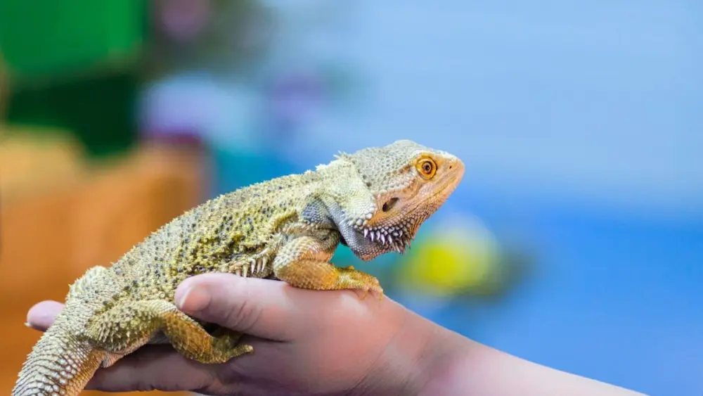 yja3stgiszkllk7salvwmpakde93297