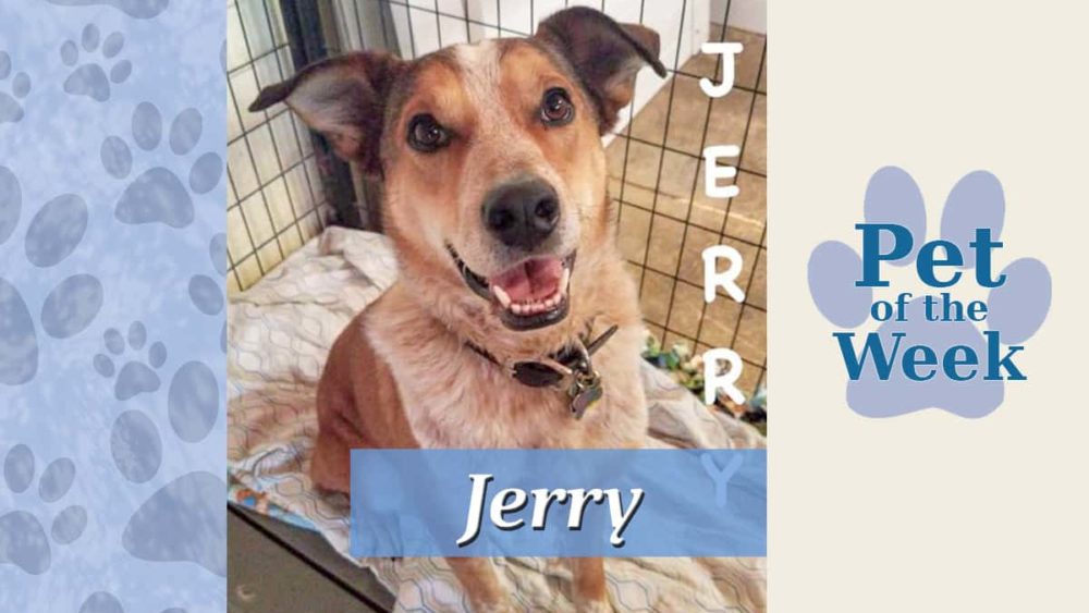 pet-of-the-week-jerry-update