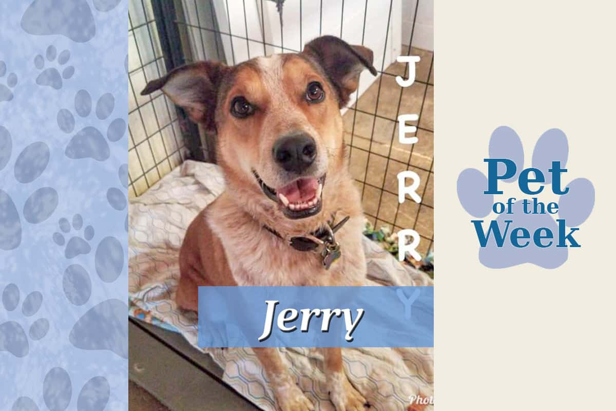 pet-of-the-week-jerry-update