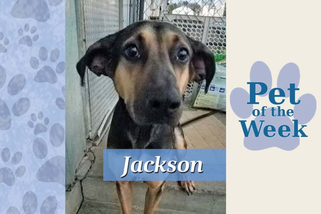 pet-of-the-week-jackson-2