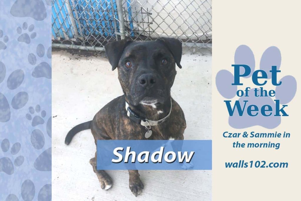 pet-of-the-week-shadow-2