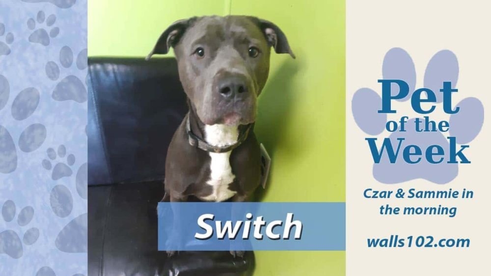 pet-of-the-week-switch-2