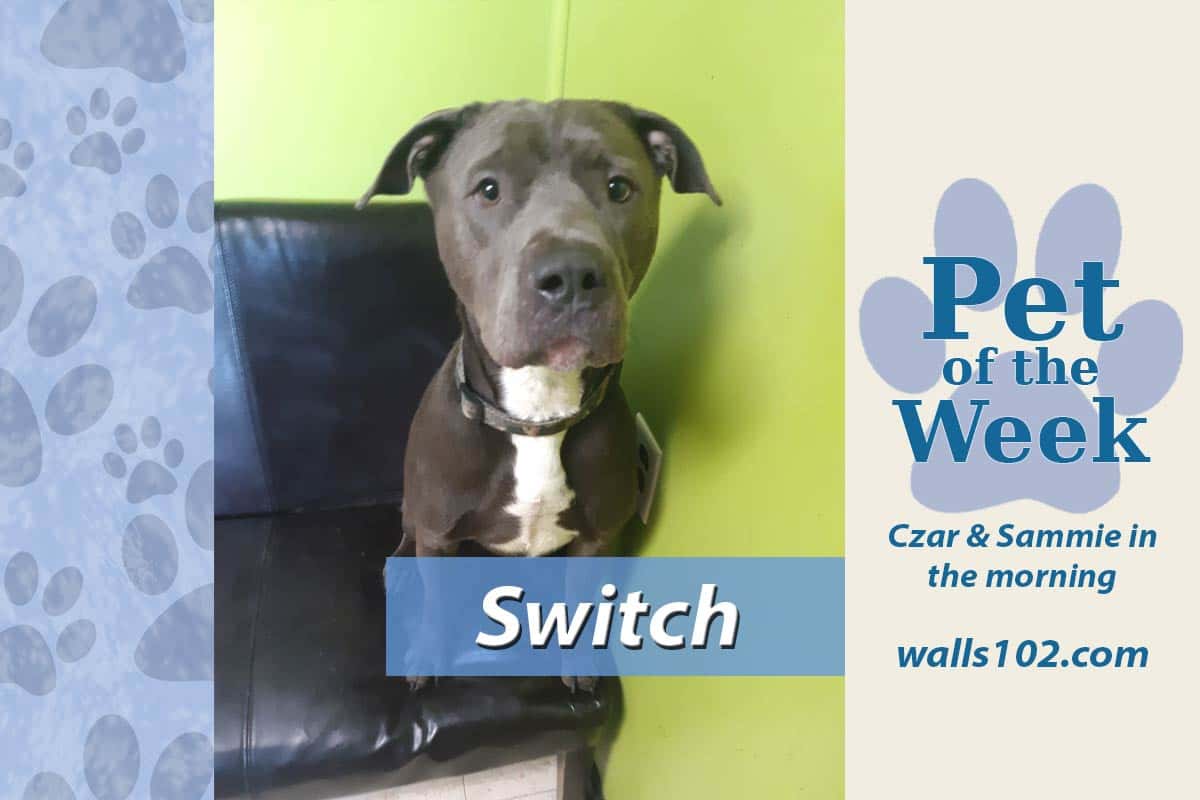 pet-of-the-week-switch-2