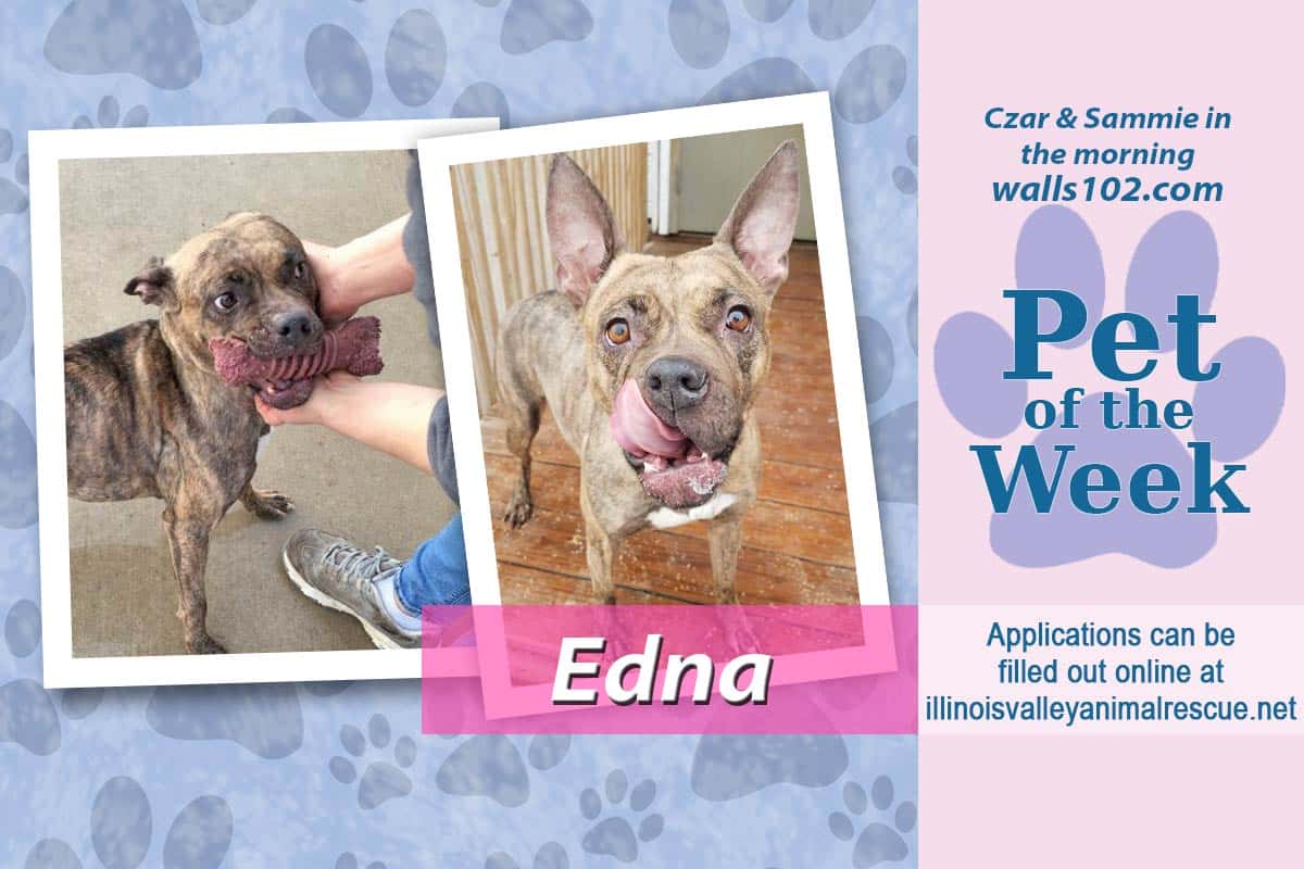 pet-of-the-week-edna-4