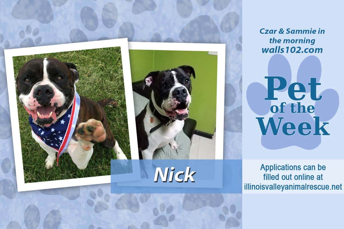 pet-of-the-week-nick