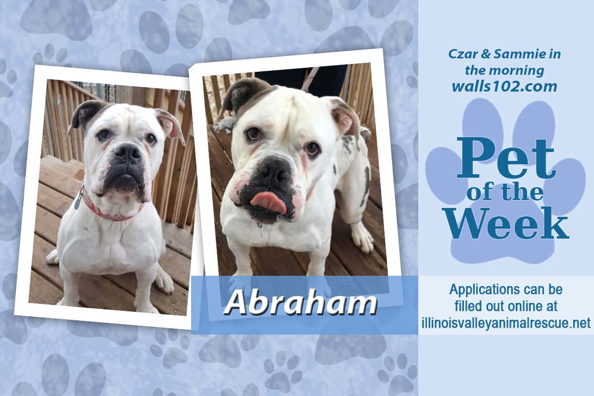 pet-of-the-week-abe